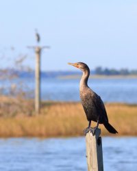 Cormorant Seeing Double - Ken Roberts Photography 2011-1.JPG