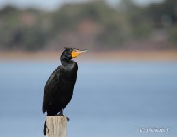 19 Double Crested Cormorant.JPG