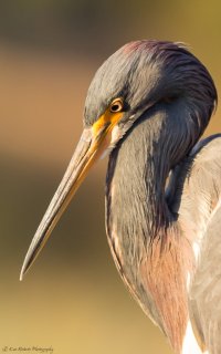 Tri Colored Heron Portrait-0317.JPG