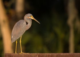 Tri Colored Heron Full Portrait-0368.JPG