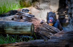 monkey-1.jpg