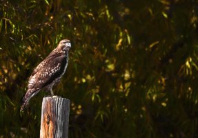 rapture wildlife preserve.jpg