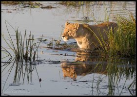 Duba Plains Lions.jpg