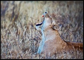 Yawn on the Veldt.jpg