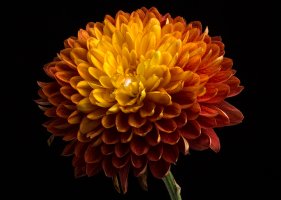 Fall_Flower-1.jpg
