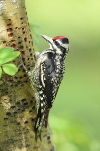 YBSapsucker_4424.JPG