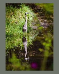 Heron Symmetry, small.jpg