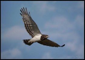 Eagle Hawk Thingy.jpg