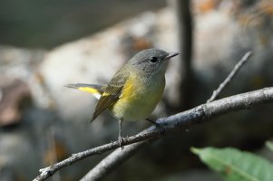 AmericanRedstart2.JPG