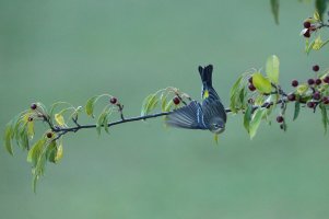 YellowRumpedWarbler_9502.JPG