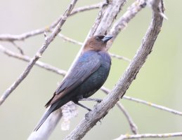 BrownHeadedCowbird_2346.JPG
