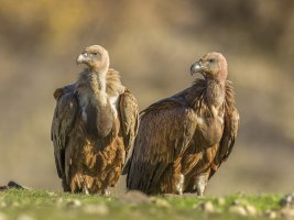 Griffon-Vulture-1.jpg