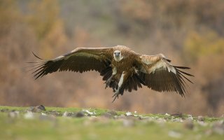 Griffon-Vulture.jpg