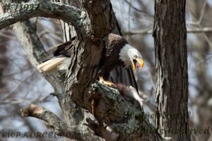 bald eagle 130308-1.jpg