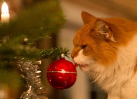 Cat and christmas ball.jpg