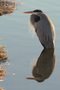 13_12_18_heron.jpg