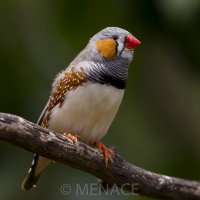 Zebra Finch Dec 2013.JPG