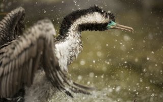 Spotted Shag - Phalacrocorax punctatus.JPG
