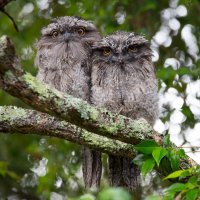 frogmouths.jpg