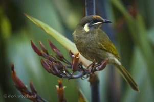 honeyeater.jpg
