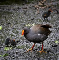 moorhen.jpg