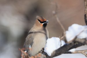 WaxwingBohemian_0034.JPG