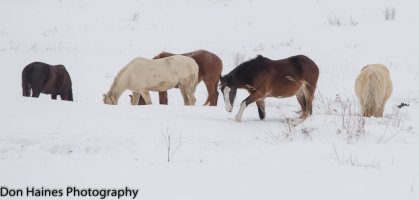 IMG_1869.jpg