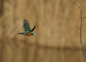 Kingfisher_MG_0203 copy1_DxOCrop.jpg