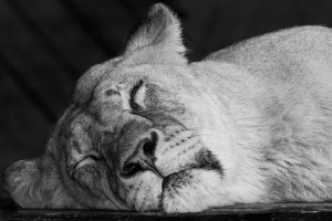 Colchester zoo-10.JPG