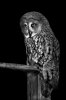 Great Grey Owl_sm-1.JPG