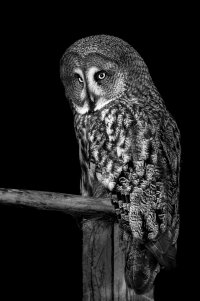 Great Grey Owl_sm-1.JPG