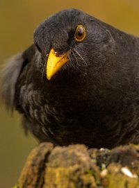 Blackbird-1.JPG
