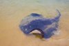 4. Sting Ray Feeding Time at San Remo - Phillip Island, Vic, Australia-1-2.jpg