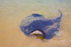 4. Sting Ray Feeding Time at San Remo - Phillip Island, Vic, Australia-1-2.jpg