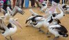 Pelicans during feeding time at San Remo - Phillip Island, Vic, Australia-1.jpg