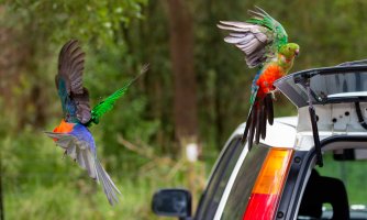 Birds at Dandenong Rnages National Park, Vic, Australia-1-2.jpg