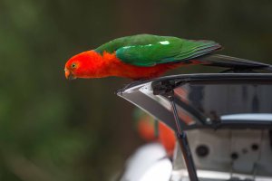 Birds at Dandenong Rnages National Park, Vic, Australia-1.jpg