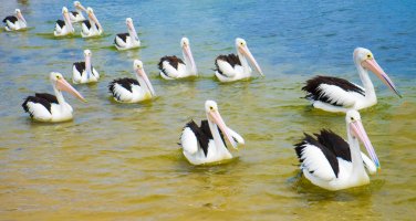 2.  Pelicans after feeding time at San Remo - Phillip Island, Vic, Australia-1.jpg
