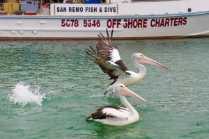 4. Pelicans heading back after a free lunch at San Remo - Phillip Island, Vic, Australia-1.jpg