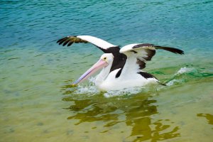 Pelican at San Remo - Phillip Island, Vic - Australia-1-2.jpg