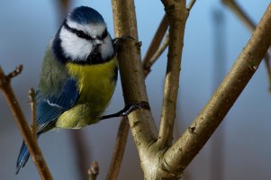 Blue tit resize.JPG
