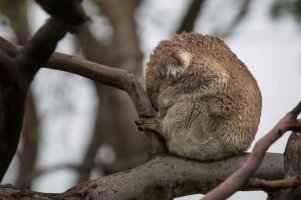 Koala on the Way to Great Ocean Road 2 (1 of 1).jpg