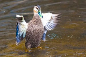 Duck near Hopetoun Falls, Otway Ranges, Vic, Australia (1 of 1)-2.jpg