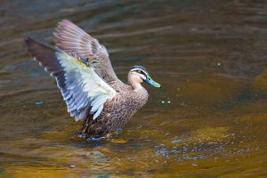 One more Duck near Hopetoun Falls, Otway Ranges, Vic, Australia (1 of 1).jpg