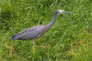 White-faced-Heron Hunting for Snake at Cumberl;and River Bank, Vic, Australia (1 of 1).jpg