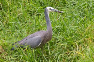 White-faced-Heron Hunting for Snake at Cumberland River Bank, Vic, Australia (1 of 1).jpg