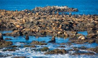 Fur Seal colony, off Phillip Island coast (1 of 1).jpg