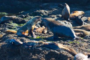Fur Seals playing around off Phillip Island coast (1 of 1).jpg