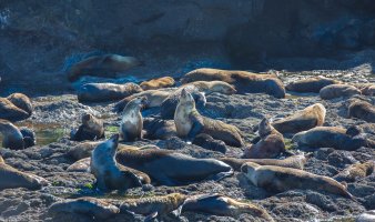 Fur Seals, off Phillip Island coast (1 of 1).jpg