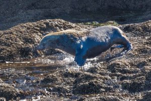 Fur Seal Splash, off Phillip Island coast (1 of 1).jpg